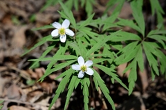 Anemonoides caerulea