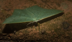 Maxates centrophylla