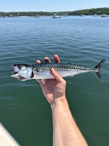 Atlantic mackerel
