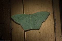 Maxates centrophylla