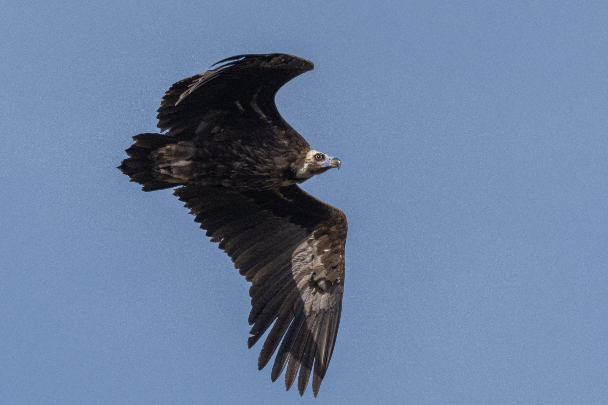 Black Vulture (Aegypius monachus)