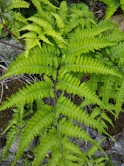Athyriaceae