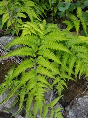Athyriaceae