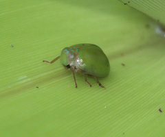 Hemisphaerius