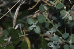 Chenopodium triandrum