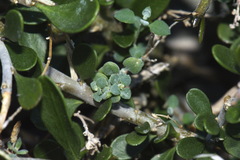Chenopodium triandrum