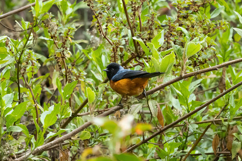 Conirostrum sitticolor sitticolor