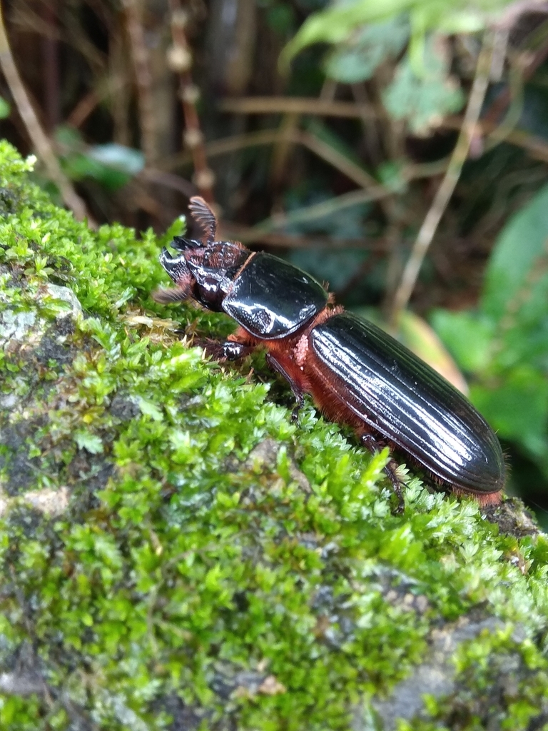 Macrolininae