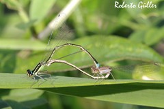 Argentagrion ambiguum