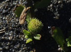 Centipeda aotearoana