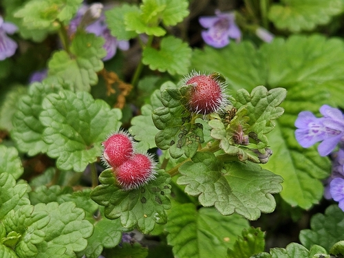 Glechoma gall wasp photo 5