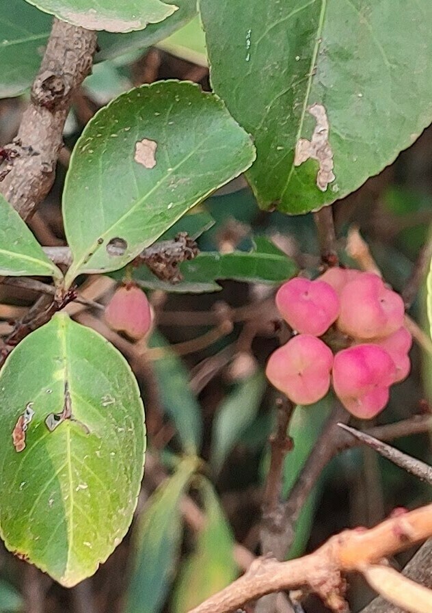 Gymnosporia rothiana from Matheran, Maharashtra, India on May 18, 2024 ...