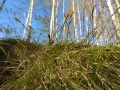 Carex pediformis macroura