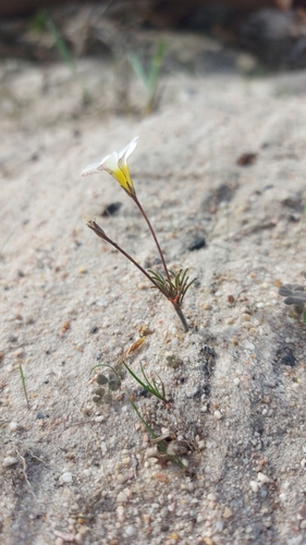 Image of Silverleaf Sorrel (Oxalis argyrophylla) by (c) Jacques van der Merwe, some rights reserved (CC BY-SA)