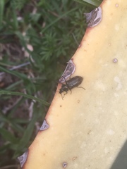 Astylus bourgeoisi
