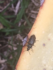 Astylus bourgeoisi