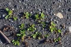 Centipeda aotearoana