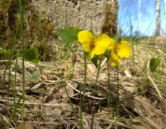 Viola uniflora
