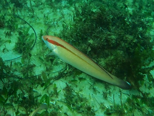 Western king wrasse (Coris auricularis) — Labridae — 5