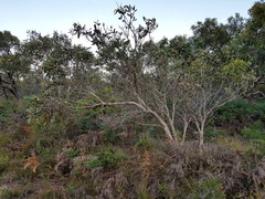 Eucalyptus cosmophylla