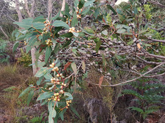 Eucalyptus cosmophylla