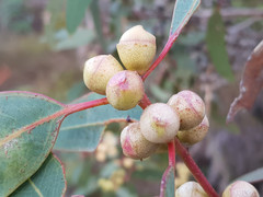 Eucalyptus cosmophylla