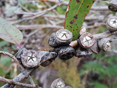 Eucalyptus cosmophylla