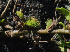 Centipeda aotearoana