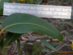 Eucalyptus cosmophylla