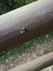 Dasychira chekiangensis