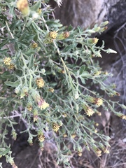 Brickellia frutescens
