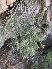 Brickellia frutescens