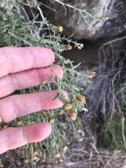 Brickellia frutescens