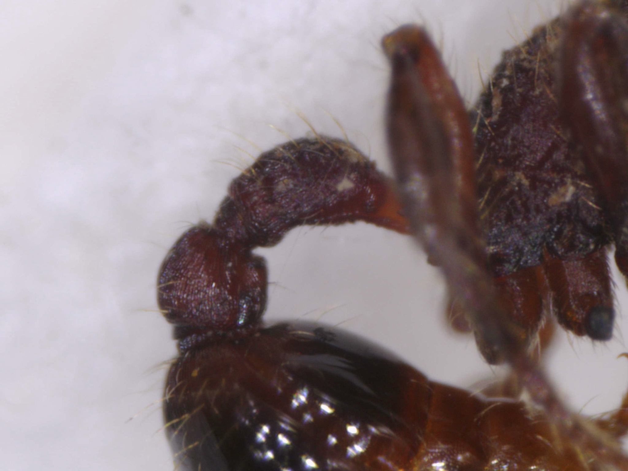 Hylomyrma jeronimae