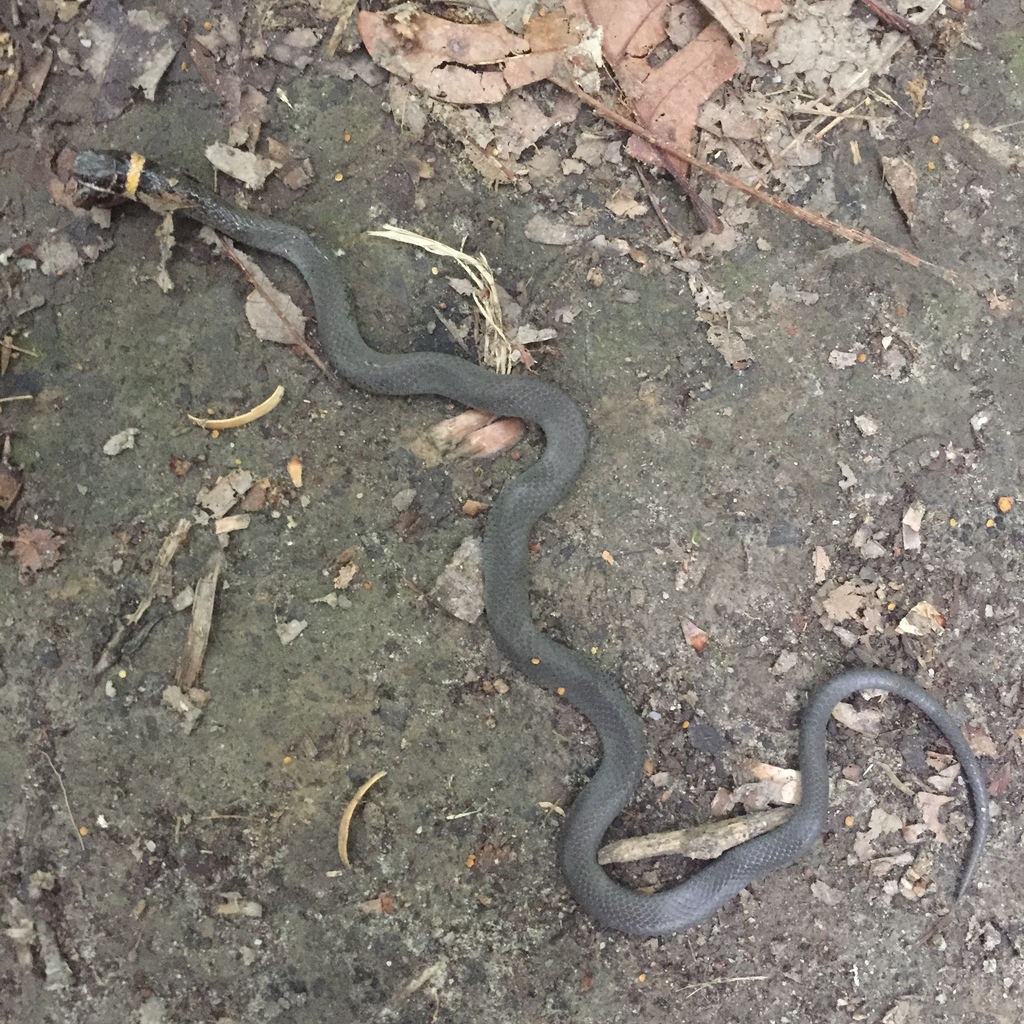 Northern Ringneck Snake from Fredericksburg & Spotsylvania National ...