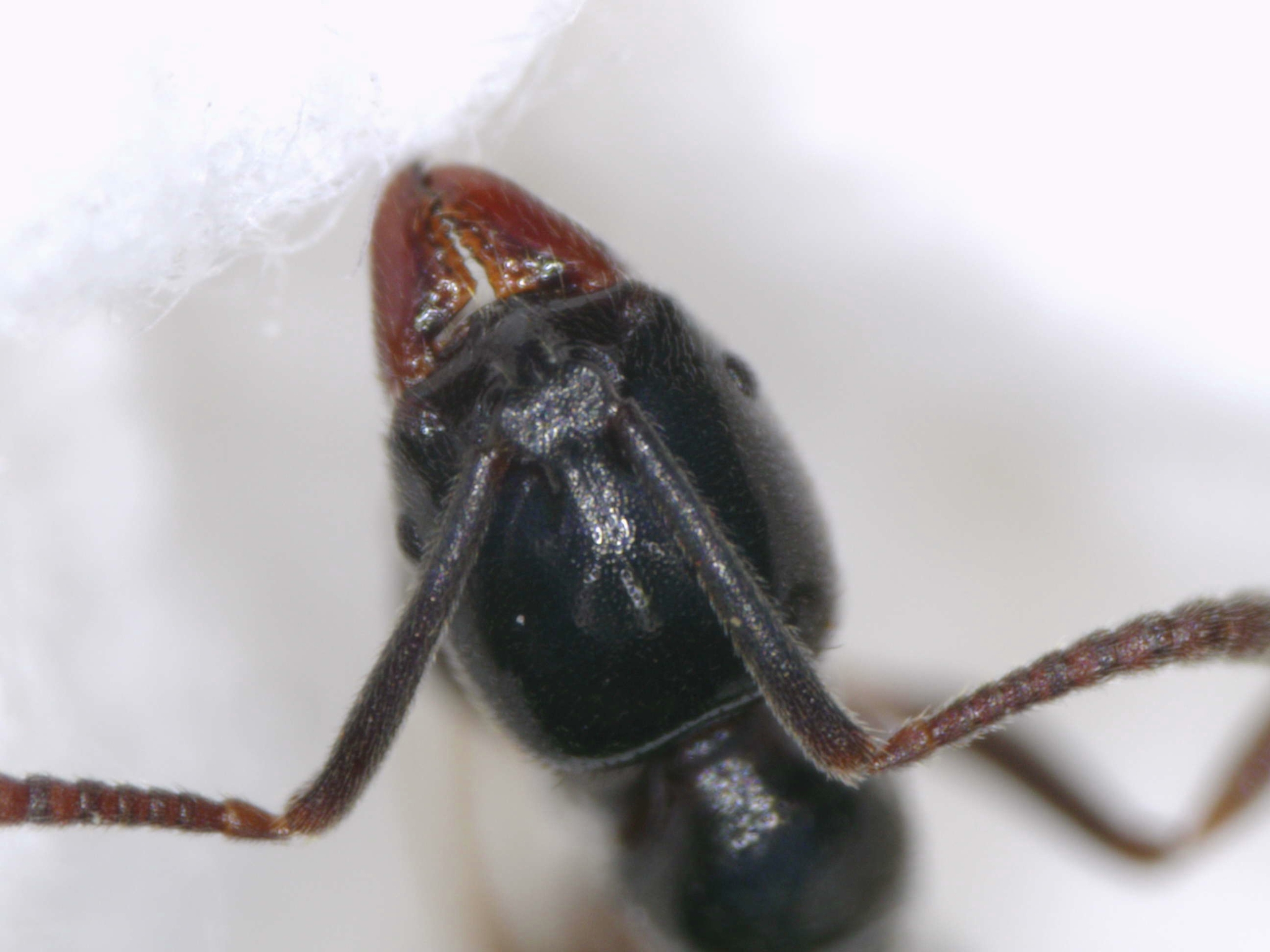 Hypoponera nitidula