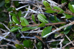 Melicytus orarius