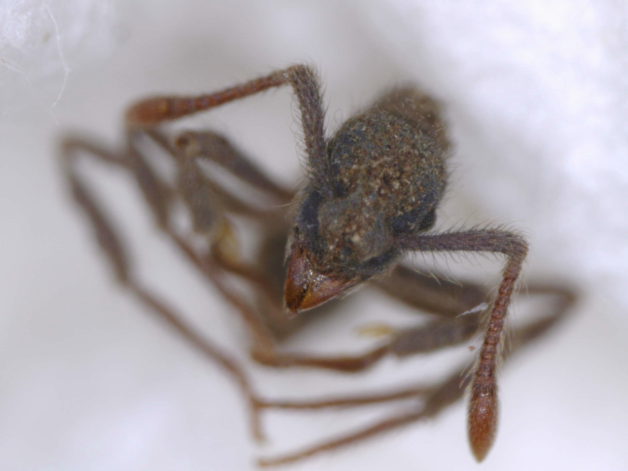 Apterostigma goniodes