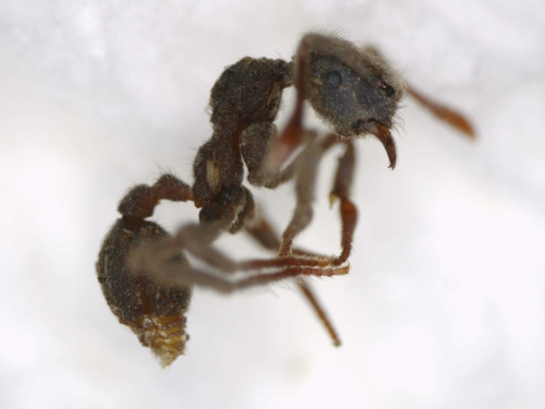 Apterostigma goniodesApterostigma goniodes
