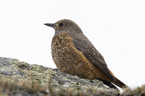 Roquero rojo (Monticola saxatilis)