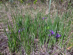 Iris ruthenica