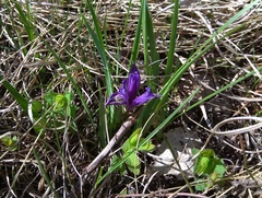 Iris ruthenica