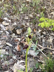 Ophrys mammosa