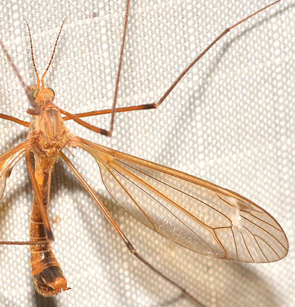 Tipula bicornis