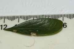 Melicytus orarius