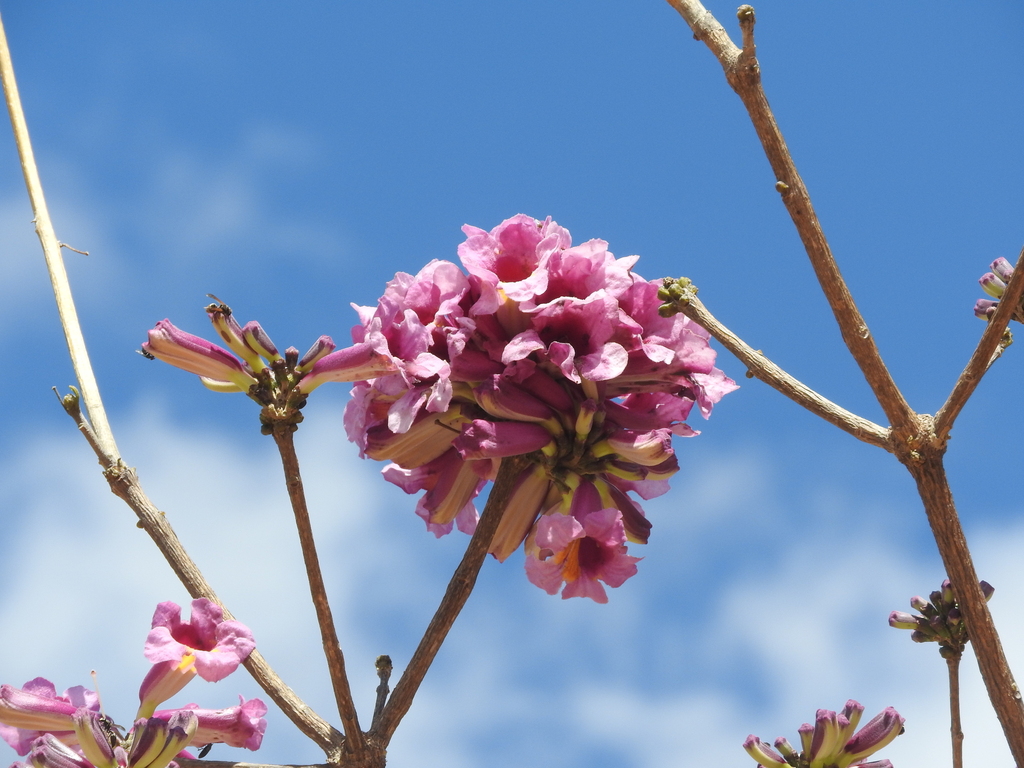Pink trumpet tree