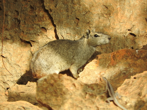 Rock Cavy