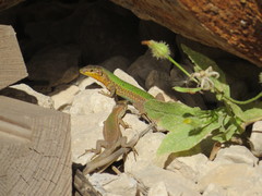 Podarcis filfolensis maltensis