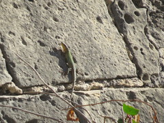 Podarcis filfolensis maltensis