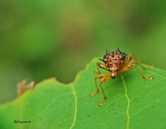 Apoderinae